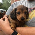 Rufus Campbell - @rufusdogdog - Instagram