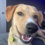 Rufus Jay Campbell - @rufus.the.dawg.22 - Instagram