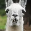 rufuscampbell - @rufusishere1920 - TikTok