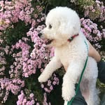 Rufus cherry blossom - @rufuscherryblossom - Instagram