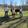 Rufus The Bull - @b11lee - TikTok