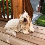 Rufus, Cotton De Tulear - @rufus_the_walking_cloud - Instagram