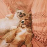 Sara & Her pack - @beaucottoncoralrufus - Instagram