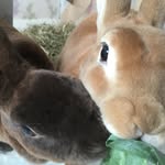 Rufus And Coco - @rufus_cocoxbunnies - Instagram
