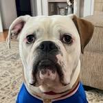Rufus Xavier Sarsaparilla Cummings - @everybodylovesrufus - Instagram