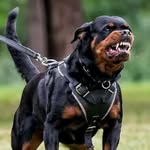 Rufus Douglas - @rufus_biggainz - Instagram