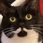 Rufus Douglas 🐾 - @rufusthecat5 - Instagram
