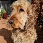 Rufus Dunn 🐶 - @letasleepingdoglie - Instagram