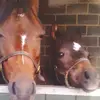 Harley and rufus - @rufusharley - TikTok