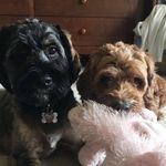 Rufus & Farley 🐾 - @rufus_farley - Instagram