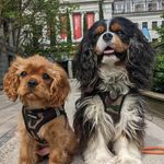 Rufus and Farley - @rufus.and.farley - Instagram