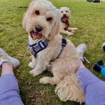 Rufus and Finley - @rufusandfinley - Instagram