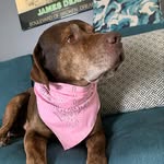 Rufus Clark-finley - @rufusthedog2020 - Instagram