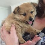 Rufus - @rufusflemington - Instagram