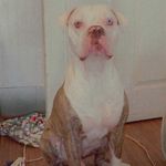 Bruno Rufus Ford - @brunorford - Instagram