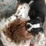 Rexford & Rufus 🐾🌈🇨🇦 - @rufusandrexford - Instagram