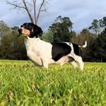 Henry Rufus - @henry.rufus.doxie - Instagram