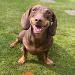 Rufus 🐾 - @rufushenrybean - Instagram