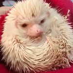 Rufus - @rufusthehuffpuff - Instagram