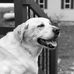 Rufus Johnson - Facebook