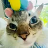 Rags_2_Rufus - @rufusheaton - TikTok