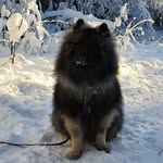 Rufus - @keeshond_rufus - Instagram