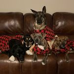 Rufus Bear Mavi Tucker Mack - @thepack_x_5 - Instagram
