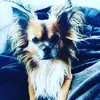 Rufus - @rufusmack - TikTok
