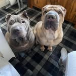 Rufus Bradshaw - @rufusmaxwellbradshaw - Instagram