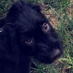 Rufus Maxwell - @rufus_the_doofus14 - Instagram