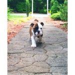 Rufus Maxwell Shouse - @rufus_thebulldogg - Instagram