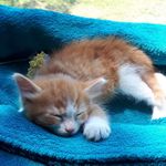 Rufus - @rufusmaxwell1 - Instagram