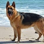 Rufus Morgan - @rufus_._the_dog - Instagram
