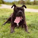Rufus Scufus Maximus Morgan - @rufusscufusmaximus - Instagram