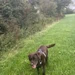 @rufus_noble.labrador - Instagram