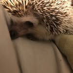 Rufus - @rufus_thenoblehog - Instagram