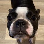 Rufus Phillips - @rufusphillips34 - Instagram