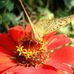 Rufus Pittman - Facebook