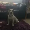 Rufus kyte poole  - @rufus921.0 - TikTok