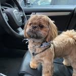 Rufus Richardson - @rufus_richardson_shihtzu - Instagram