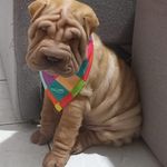 Rufus - @rufus.sharpei - Instagram