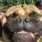 Rufus Sharp - Facebook