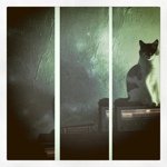 @rufus_fontaine_sparrow - Instagram