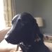 Rufus Sparrow - Facebook