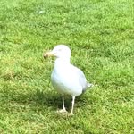 Rufus Stone - @rufusstone69 - Instagram
