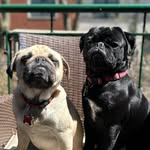 Rufus and Martha Guzman-Sutton 🖤🤍🐶🐶 - @the.wainwright.pugs - Instagram