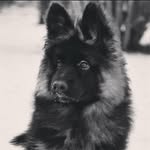 JEFFY the German shaped - @terry.rufuss - Instagram