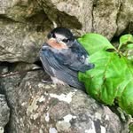 Rufus Ward - @rufus.ward.18 - Instagram