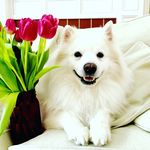 Rufus Webster - @rufus.the.eskie - Instagram