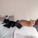 Rufus and Beatrix White 🐈🐈‍⬛ - @cats_rufusandbeatrix - Instagram